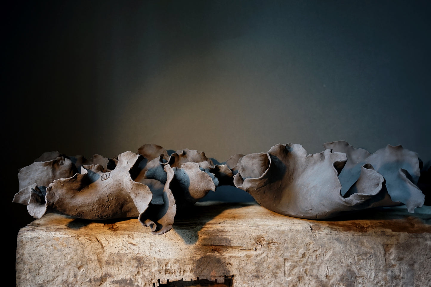 Fuente Fungi